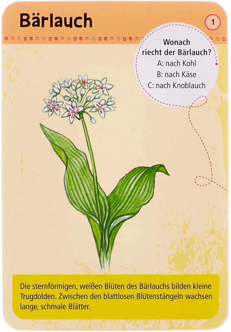 50 heimische Blumen