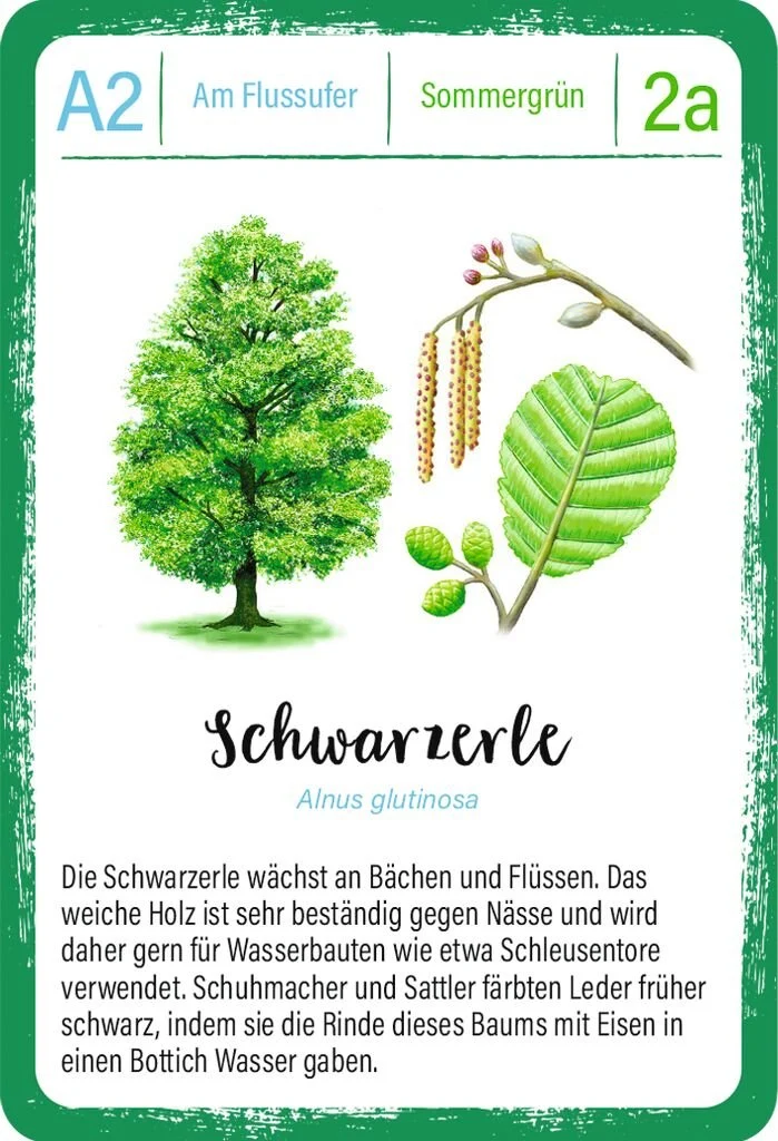 Expedition Natur - Quartett: Bäume