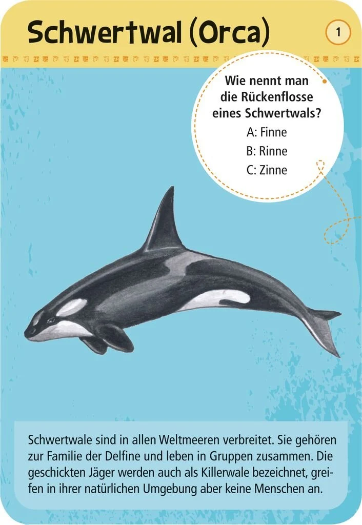 Lernkarten – 50 Meerestiere entdecken und bestimmen
