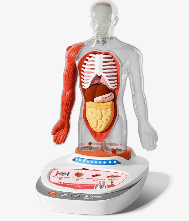 Menschlicher Körper Modell – Anatomie Lernspiel
