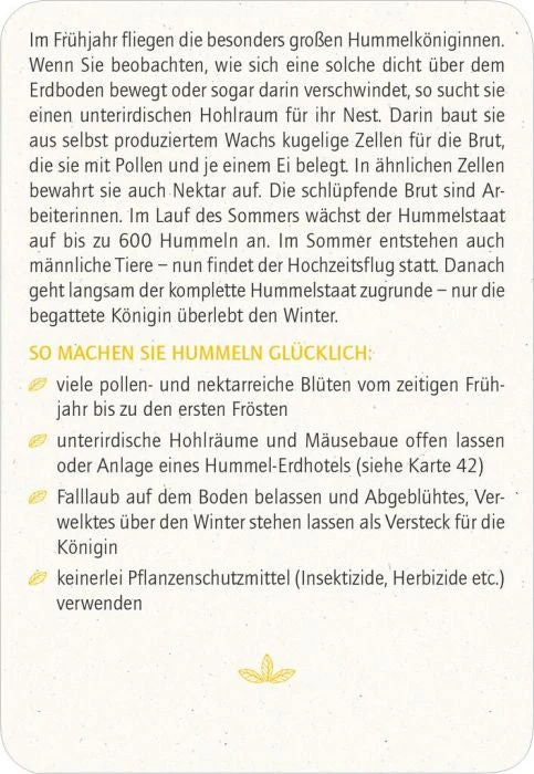 Blatt & Blüte Insektenglück Kartenset
